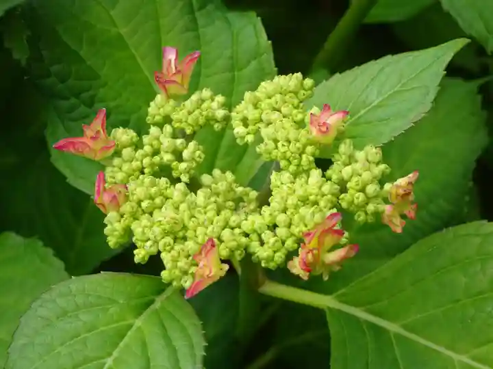 伊勢原 法泉寺の自然