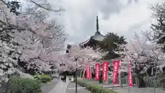 本法寺の自然