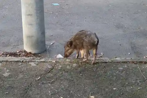 宇佐神宮の動物