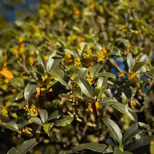 伊勢の国 四天王寺(三重県)(2024年10月18日(金) 08時20分15秒投稿)