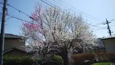 医王寺薬師堂(恩田薬師堂)の自然