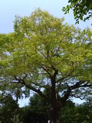 河内阿蘇神社の自然