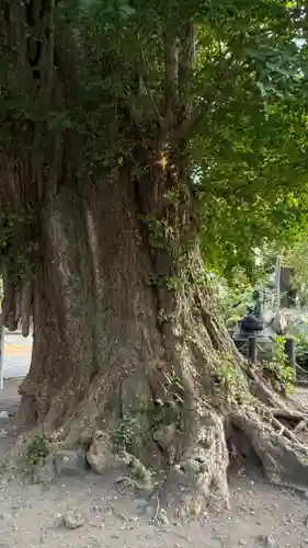 勝福寺(神奈川県)