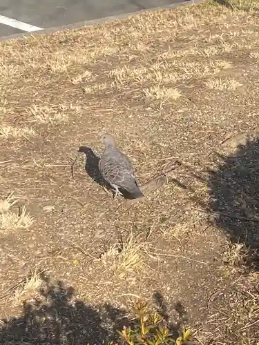 愛知県高浜市春日神社(愛知県)