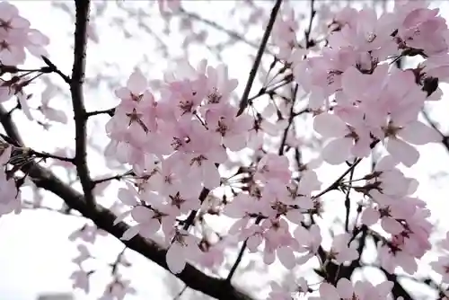 岐阜護國神社(岐阜県)