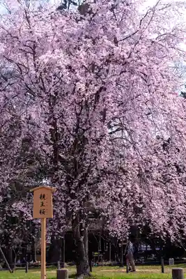 賀茂別雷神社（上賀茂神社）(京都府)