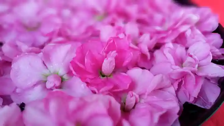阿邪訶根神社の手水舎