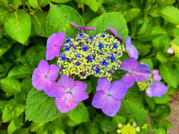 千光寺(福岡県)