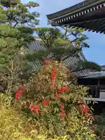 中宮寺(奈良県)