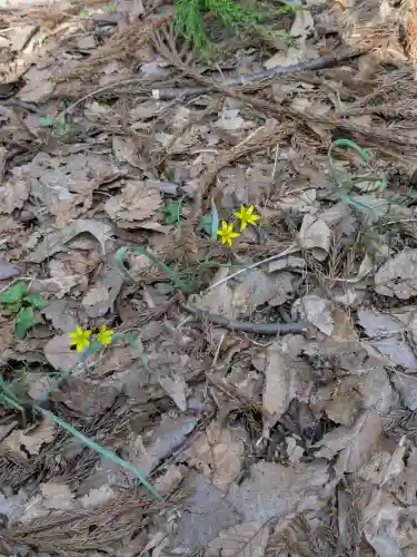 函館八幡宮の自然