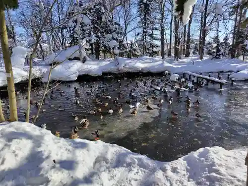 永山神社の動物
