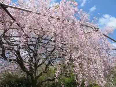 退蔵院(京都府)