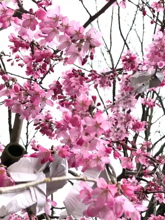 豊栄稲荷神社の自然