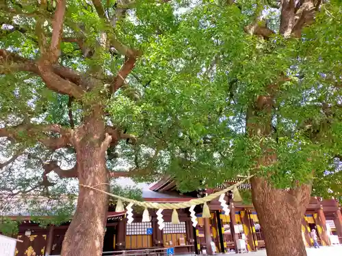 明治神宮(東京都)