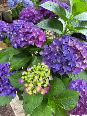 吾妻神社(群馬県)