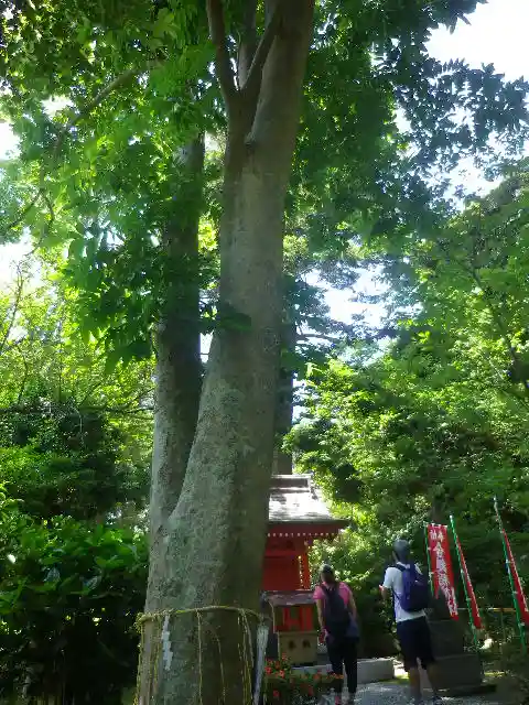 葛原岡神社の自然