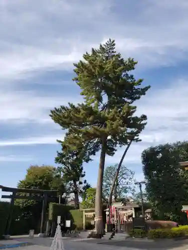 中野沼袋氷川神社(東京都)