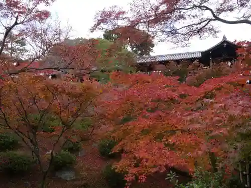 東福禅寺（東福寺）の自然