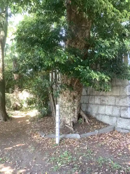 国玉神社・八劔社合殿の自然