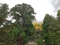 若狭彦神社（上社）の景色