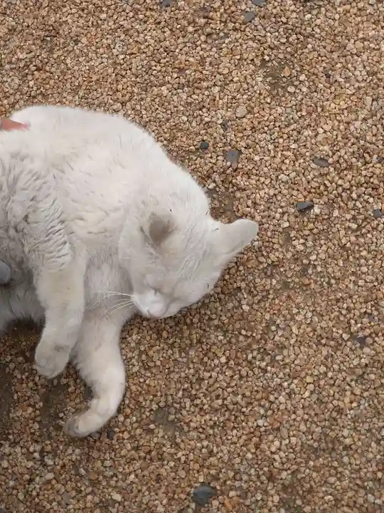 羽黒神社の動物