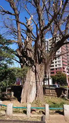 磐井神社の自然