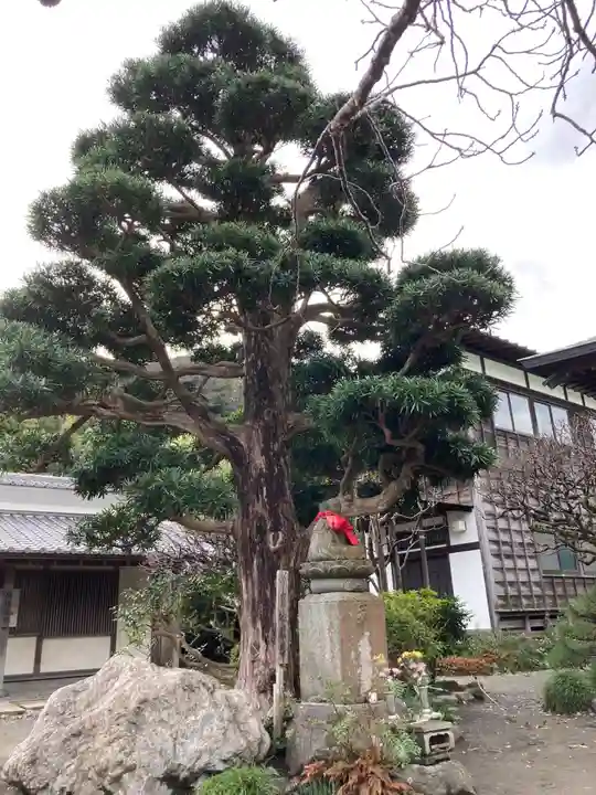 極楽寺(霊鷲山感應院極楽律寺)の自然