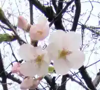 平塚神社の{uncategorized: "未分類", other: "その他", undefined: "問題あり", building: "その他建物", grave: "お墓", sacred_gate: "鳥居", guardian: "狛犬", statue: "像", buddha: "仏像", history: "歴史", nature: "自然", garden: "庭園", animal: "動物", pagoda: "塔", temizu: "手水舎", mountain_gate: "山門・神門", sanctuary: "本殿・本堂", subordinate: "末社・摂社", art: "芸術", scenery: "景色", jizo: "地蔵", ema: "絵馬", goshuin: "御朱印", omikuji: "おみくじ", items: "授与品その他", amulet: "お守り", goshuincho: "御朱印帳", eats: "食事", festival: "お祭り", votive_dance: "神楽", shichigosan: "七五三参", wedding: "結婚式", experience: "体験その他", initially: "初詣", around: "周辺", anti_infection: "感染症対策"}