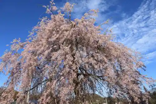 法蔵寺の自然