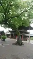 尾張大國霊神社(国府宮)の自然