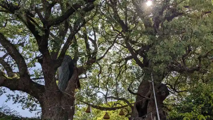 山王神社の自然