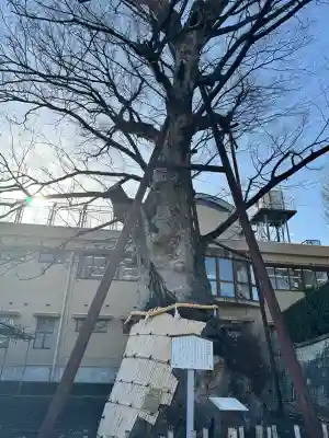 白山神社の{uncategorized: "未分類", other: "その他", undefined: "問題あり", building: "その他建物", grave: "お墓", sacred_gate: "鳥居", guardian: "狛犬", statue: "像", buddha: "仏像", history: "歴史", nature: "自然", garden: "庭園", animal: "動物", pagoda: "塔", temizu: "手水舎", mountain_gate: "山門・神門", sanctuary: "本殿・本堂", subordinate: "末社・摂社", art: "芸術", scenery: "景色", jizo: "地蔵", ema: "絵馬", goshuin: "御朱印", omikuji: "おみくじ", items: "授与品その他", amulet: "お守り", goshuincho: "御朱印帳", eats: "食事", festival: "お祭り", votive_dance: "神楽", shichigosan: "七五三参", wedding: "結婚式", experience: "体験その他", initially: "初詣", around: "周辺", anti_infection: "感染症対策"}