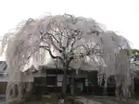 本満寺(本願満足寺)の自然