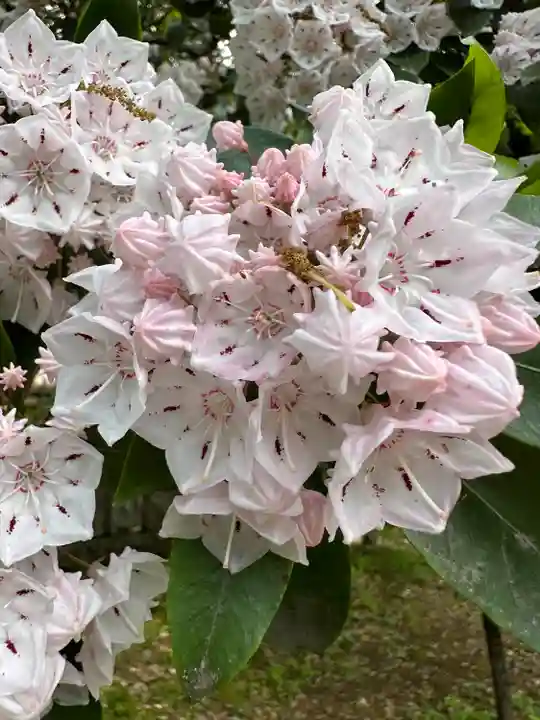 布多天神社(東京都)