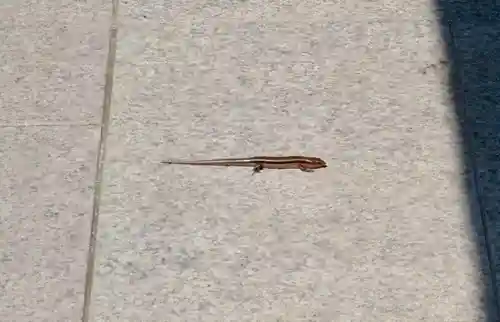 天津神明宮の動物