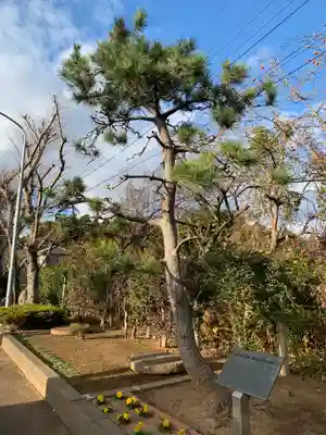 妙胤寺(千葉県)