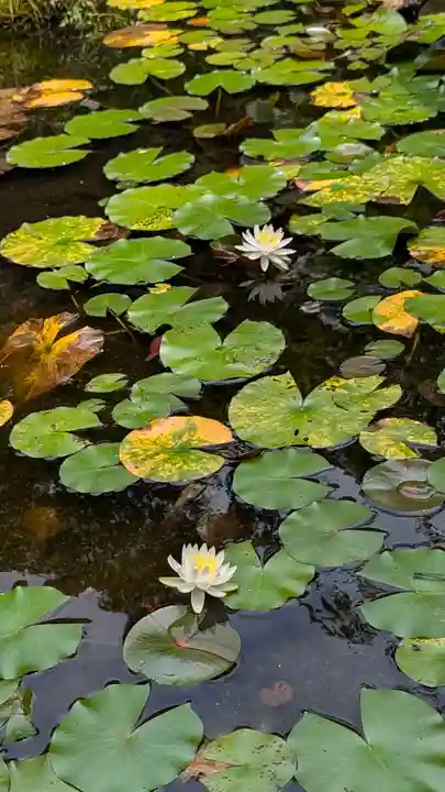 十輪寺(京都府)