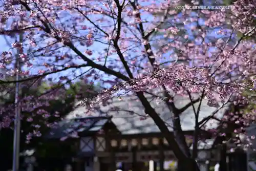 櫻木神社(千葉県)
