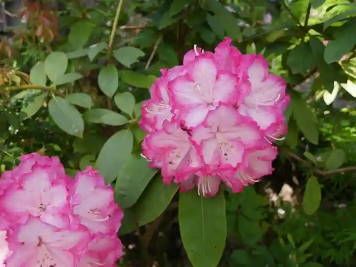 明王院(満願寺別院)の自然
