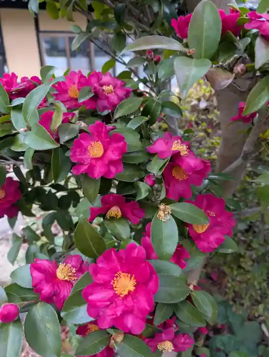 豊景神社の{uncategorized: "未分類", other: "その他", undefined: "問題あり", building: "その他建物", grave: "お墓", sacred_gate: "鳥居", guardian: "狛犬", statue: "像", buddha: "仏像", history: "歴史", nature: "自然", garden: "庭園", animal: "動物", pagoda: "塔", temizu: "手水舎", mountain_gate: "山門・神門", sanctuary: "本殿・本堂", subordinate: "末社・摂社", art: "芸術", scenery: "景色", jizo: "地蔵", ema: "絵馬", goshuin: "御朱印", omikuji: "おみくじ", items: "授与品その他", amulet: "お守り", goshuincho: "御朱印帳", eats: "食事", festival: "お祭り", votive_dance: "神楽", shichigosan: "七五三参", wedding: "結婚式", experience: "体験その他", initially: "初詣", around: "周辺", anti_infection: "感染症対策"}