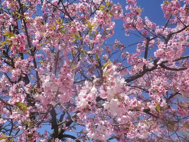 鶴岡八幡宮の自然