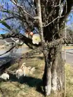 華藏寺(梅澤不動尊) の自然