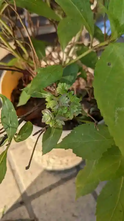 玉野御嶽神社の自然