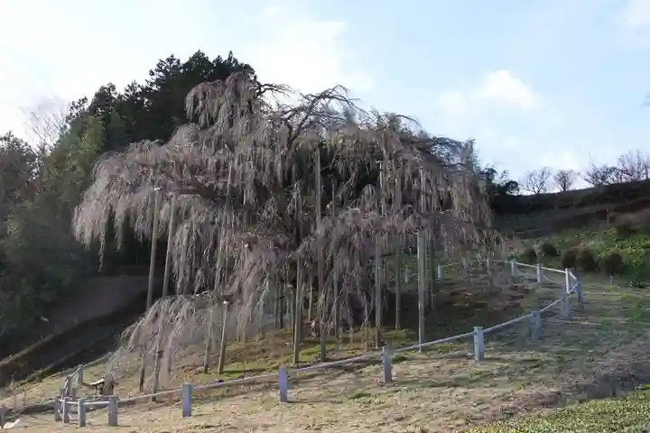 瀧桜神明宮の自然