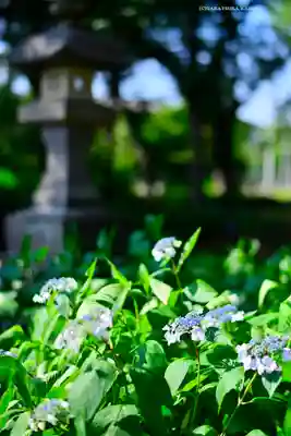 指扇氷川神社(埼玉県)