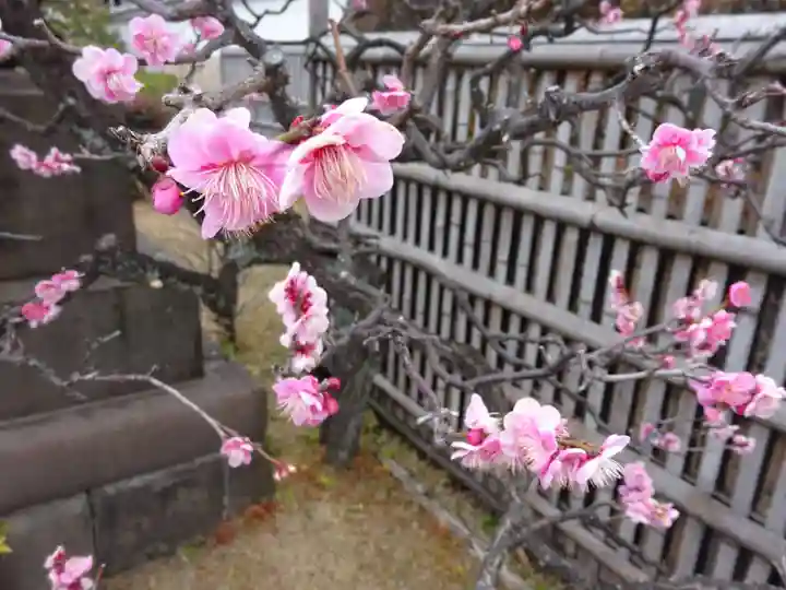 妙蓮寺(神奈川県)