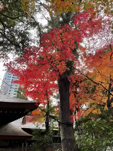 愛宕神社の自然
