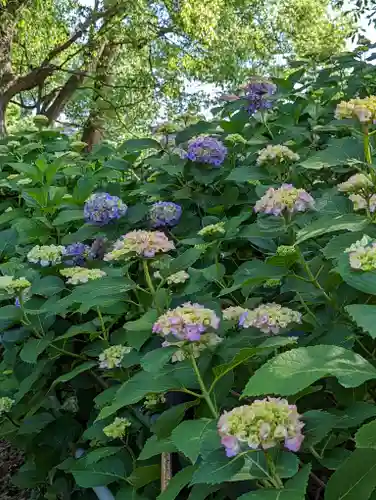 藤森神社の自然