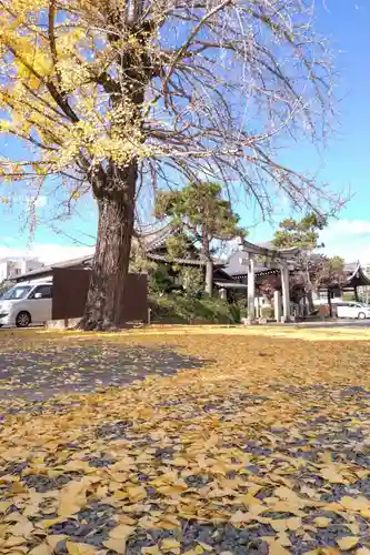 頂妙寺(京都府)