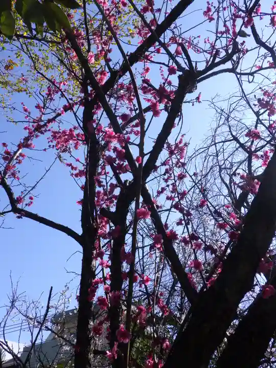 田無神社の自然